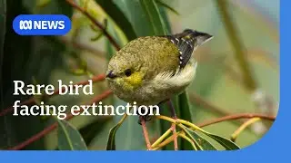 Forty-spotted pardalote edges closer to extinction | ABC News