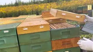 Как быстро отобрать мёд у пчёл