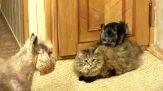Шиншилла, кошка и собака  Кто кого =