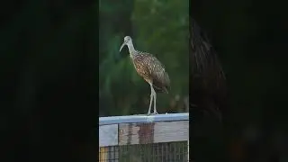 Screams of death by a limpkin #sony200600 #wildlife #birdsofinstagram #sonyalpha #limpkin