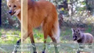 Endangered Wolves Awareness Video