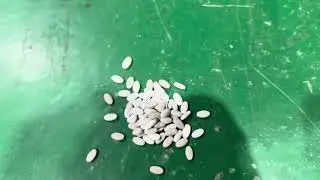 Chewing gum bottling line