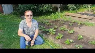 Дневник дачника часть 11