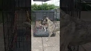 Teamwork - Funny Dog Trick