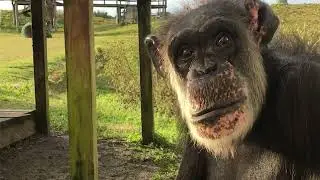 Meet Emily, the Oldest Resident of Save the Chimps
