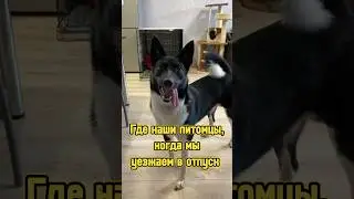 Где наши питомцы, когда мы уезжаем в отпуск 🐾 #питомцы #котики #собака #рыбки #котенок