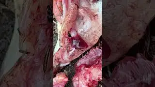 Fish CPR I ate the fish but its heart are still working