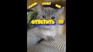 КОТ ХОЧЕТ ЧТО ТО МНЕ СКАЗАТЬ, НО Я ЕГО НЕ ПОНИМАЮ((...