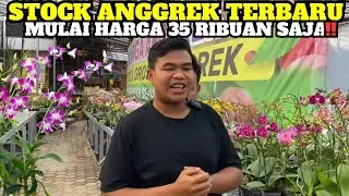 Update Stock Anggrek Terbaru Mulai Harga 35ribuan🤩🥳🥳