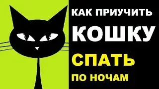 Как приучить кошку спать по ночам