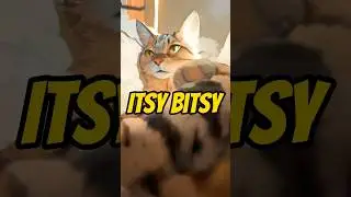 Itsy bitsy!! ￼#cat #cats #meow #capcut #shorts #funny #facts #music #lyrics #pay #paycheck #hi