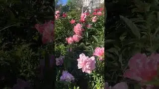 Пионы Уфы