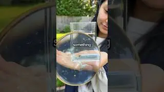 What’s Wrong with my Fish?