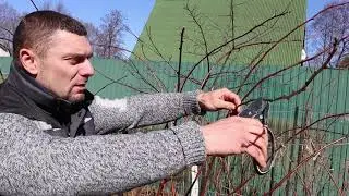 Double pruning of raspberries