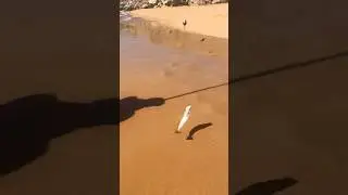fishing day🎣😍                   #shots #fishing #fish #motivation #subscribe #capcut