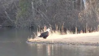 Bald Eagle in Georgia catching a quick bath
