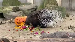 Halloweenüberraschung für unsere Stachelschweine - Tierpark Gotha