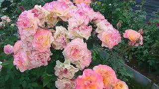 Розочка Ландлуст.