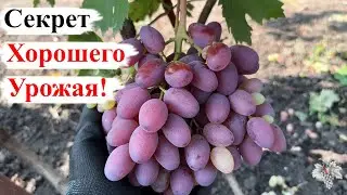 Секрет ХОРОШЕГО УРОЖАЯ! Результат НОРМИРОВКИ ГРОЗДЯМИ / Виноград ЛАНСЕЛОТ РОЗОВЫЙ