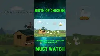 Birth Of Chicken | Allah's Creation | Islam Explained | Animated Video | YouTube Shorts | KAZSchool