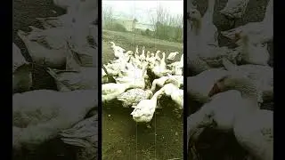 Украинские Боевые гуси!/// Распорядок дня.#shorts