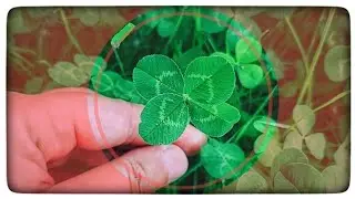 Aki Ribar 🍀 Detelina so 4 lista HUNTER ! #clover #lucky #nature
