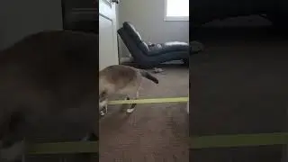 Cat jump challenge FAIL