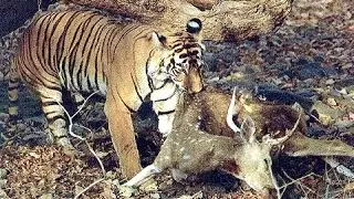Tigre Siberiano Caza a Bebe Ciervo