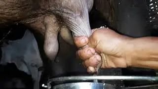 Evening time  Indian village milking