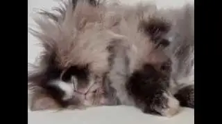 Nuca Ninchen relaxed