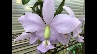 Cattleya walkeriana & nobilior- March 8, 2020
