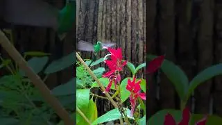 Дом колибри на Кубе #cuba #куба #варадеро #гавана