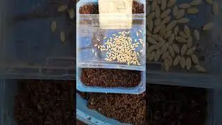 Семена огурцов Конкурент.Которым более 30 лет.
