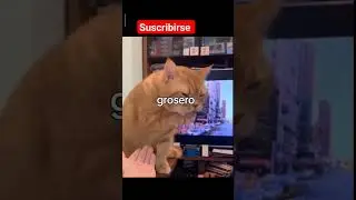 el gato mas Grosero #cute #viral #funnyvideo #animals #cat #funny