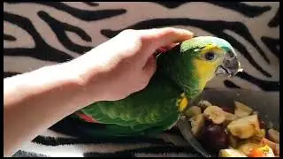 Амазон Синелобый Выкормыш