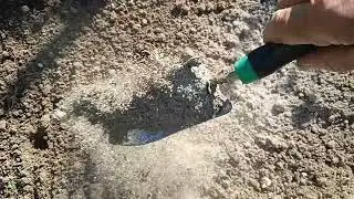 Сажаем тюльпаны под зиму