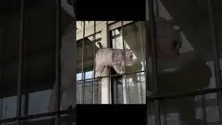 #индоминусяйца #шайлураптор