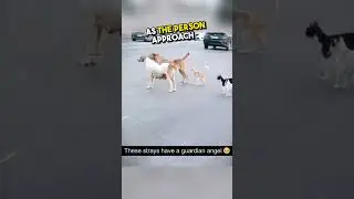 This old man will restore your faith in humanity 🥺 