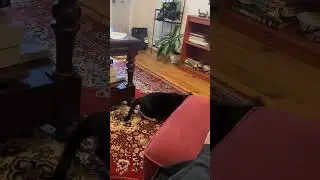 Shadow attacks her tail 😻