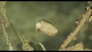 Teeny Creatures in Tritan Bay -  HUPS Version