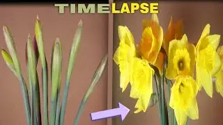 Time Lapse Blooming Of Daffodil Flower | 1080p