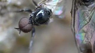 Ant Walking The fly  - Macro Videography - sony + Raynox DCR-250 - Macro Shots