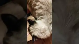 У моего кота скорость как у exe Соника