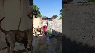Fila Brasileiro - Desenvolvimento, morfologia e estrutura.