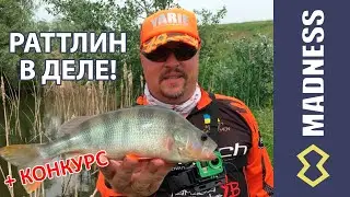 Огромные окуни! Раттлины в деле!  ❘ Уникальные раттлины Madness