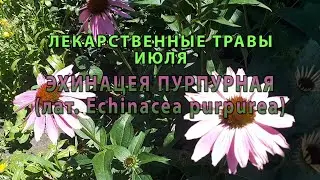 Лекарственные растения июля "Эхинацея пурпурная"
