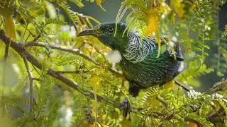 Mujo情, Hakone - Lazy Birdz