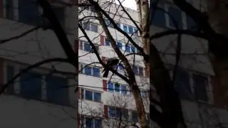 Ворона нашла на помойке пакетик с сушеной рыбкой.