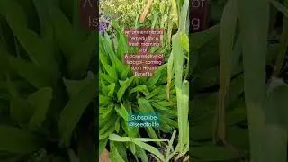 Another ancient weed/ herbal remedy with a number of health benefits | Isabgol | Ribwort Plantain