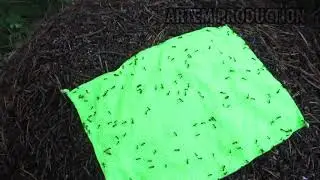 The huntsman's method of protection against mosquitoes - A LIE?